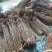 蜂糖李苗原生苗