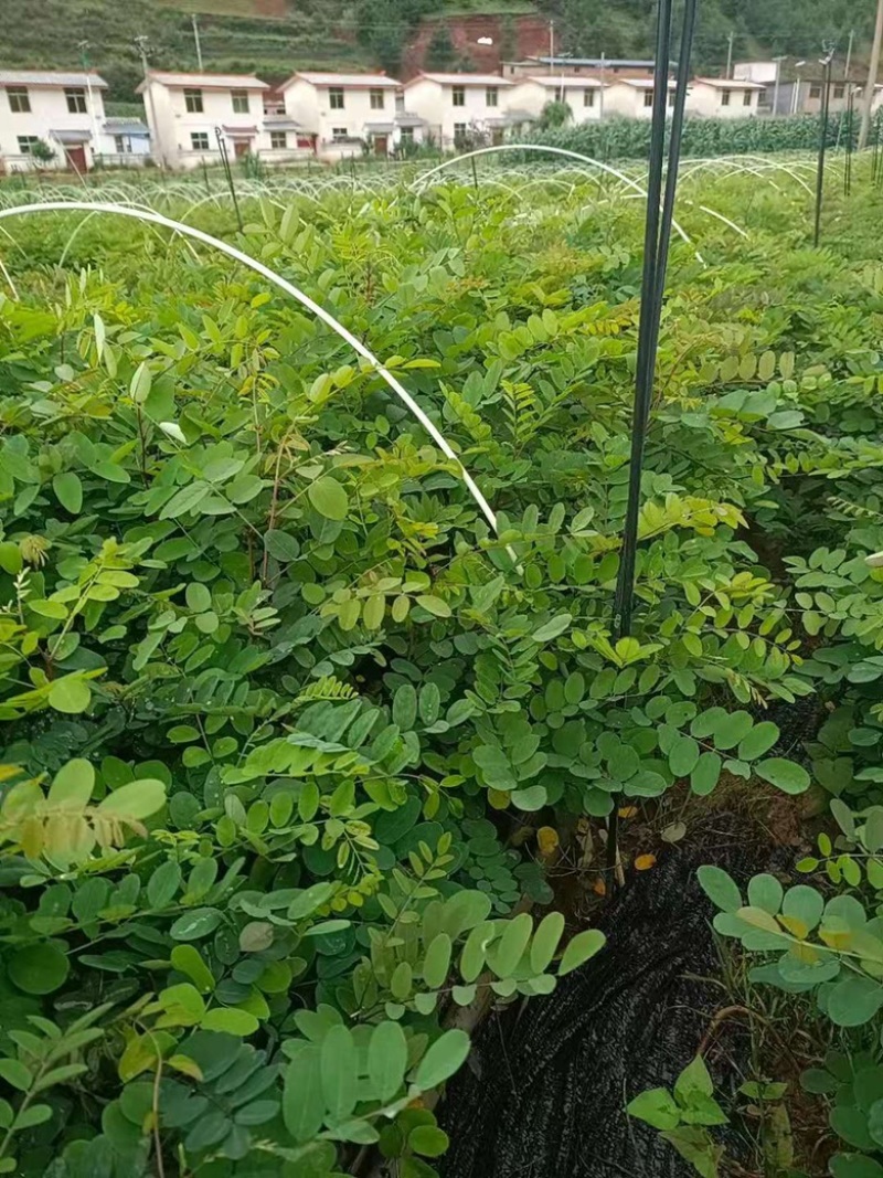 刺槐苗蓄盘刺槐苗基质土刺槐苗