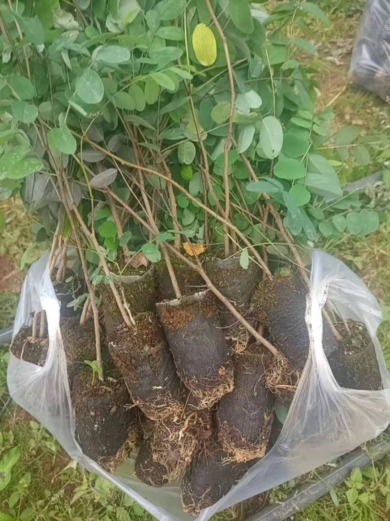 刺槐苗蓄盘刺槐苗基质土刺槐苗