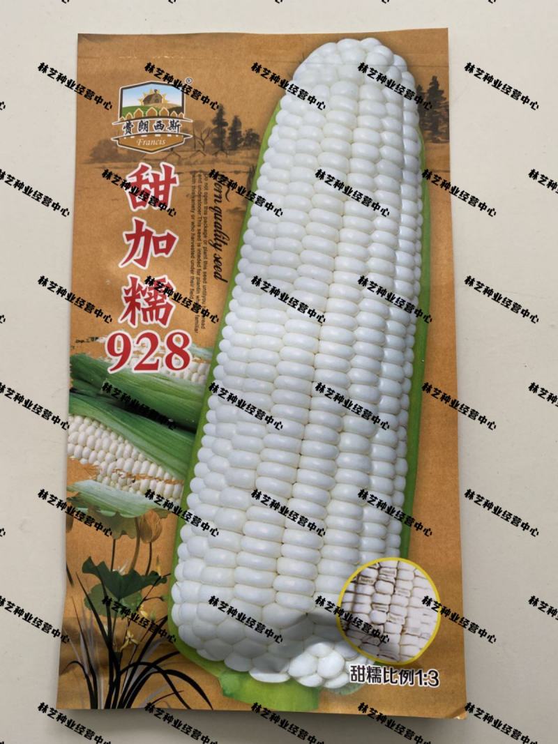 甜加糯928玉米种子早熟高产鲜食玉米种籽白色粒糯玉米种