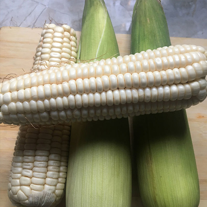 甜加糯928玉米种子早熟高产鲜食玉米种籽白色粒糯玉米种