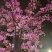 樱花苗