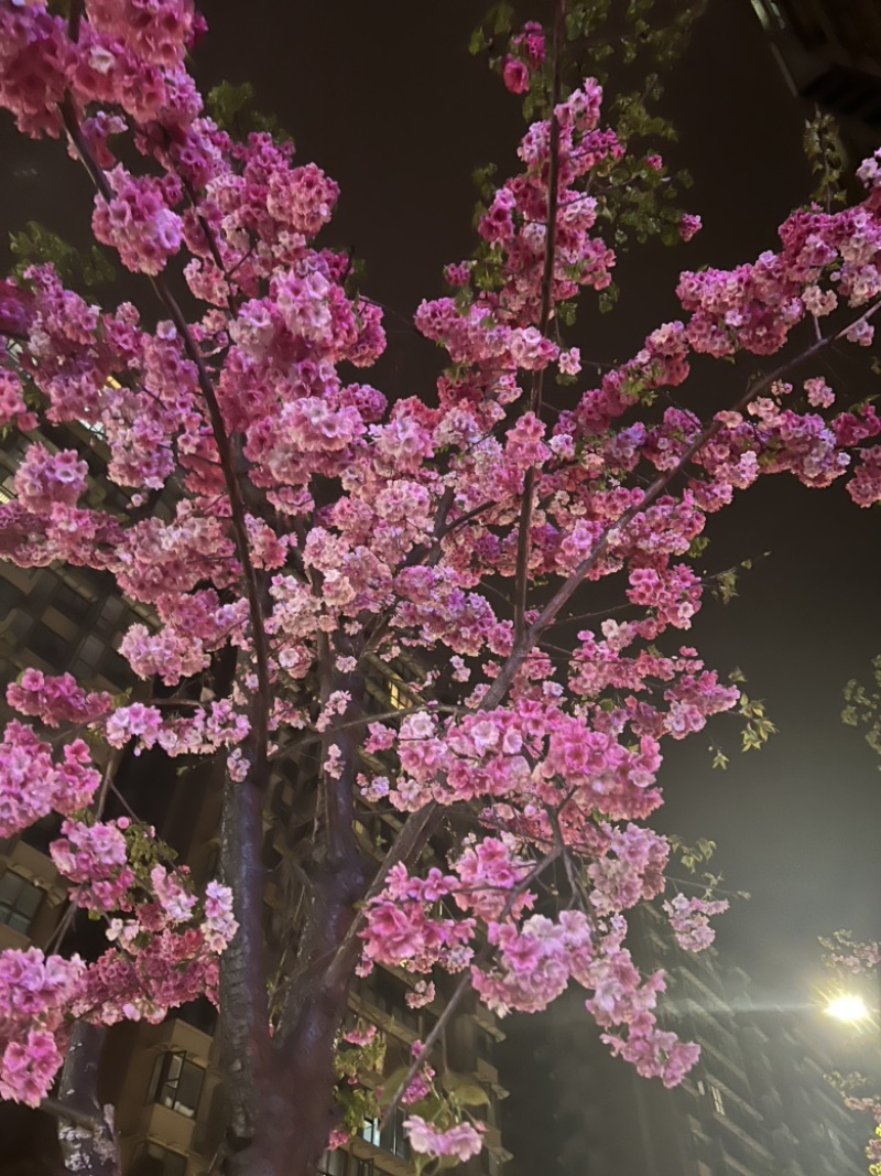 樱花苗