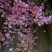 樱花苗