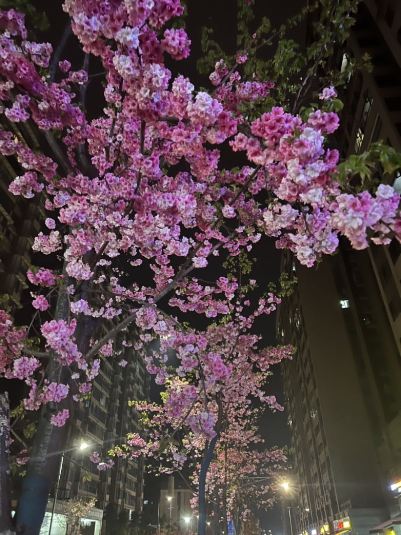 樱花苗