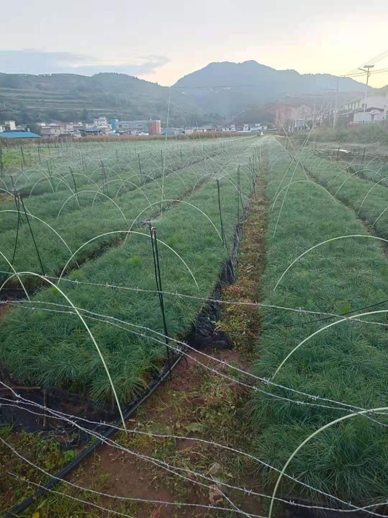 华山松苗，华山松轻机制袋苗，一手货源，欢迎考察了解。
