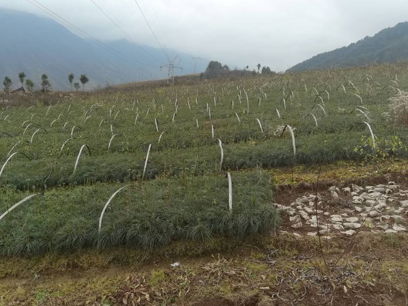 华山松苗，华山松袋苗，一手货源。