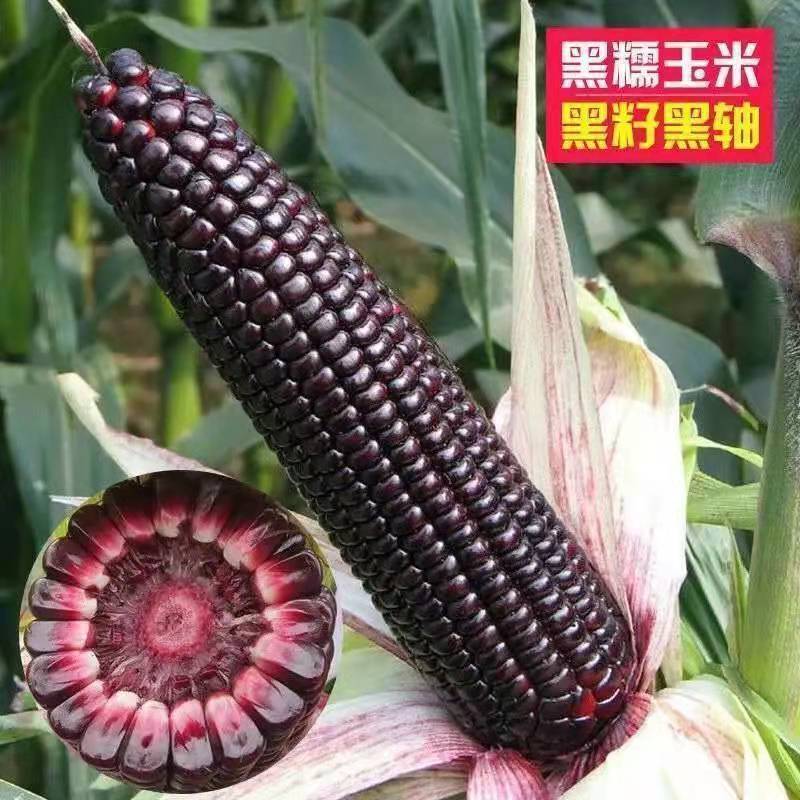 黑甜糯玉米种子黑糯水果玉米黑玉米种籽非转基因玉米种子蔬菜
