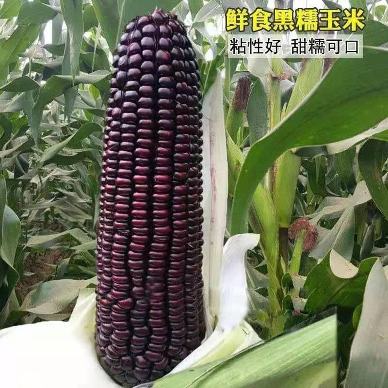 黑甜糯玉米种子黑糯水果玉米黑玉米种籽非转基因玉米种子蔬菜