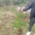 1米起步杯苗100000棵