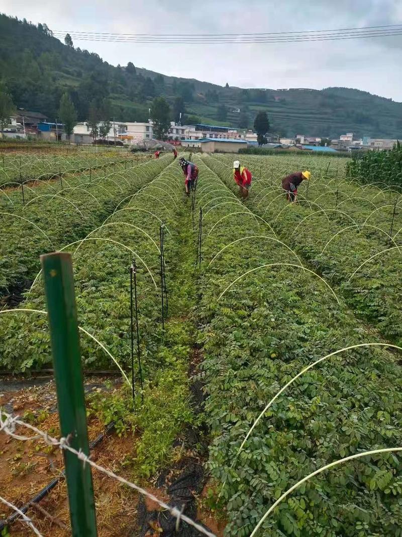 轻基质控根刺槐苗，刺槐苗，刺槐轻杯袋苗，刺槐袋苗