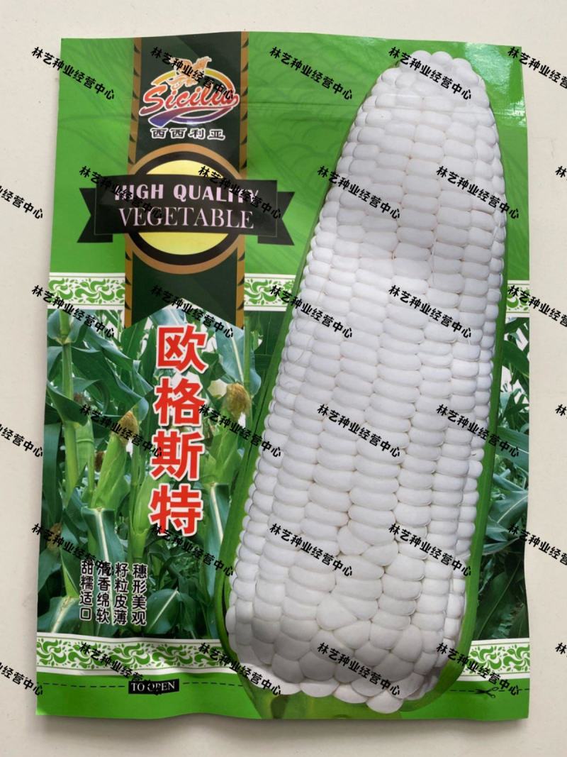 欧格斯特白糯玉米种子高产四季播白玉米非转基因农家庭院