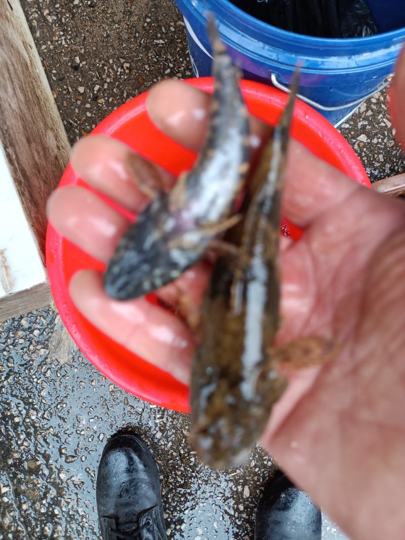 黑鱼才鱼火龙鱼大乌鳢柴鱼批发要货的联系我。
