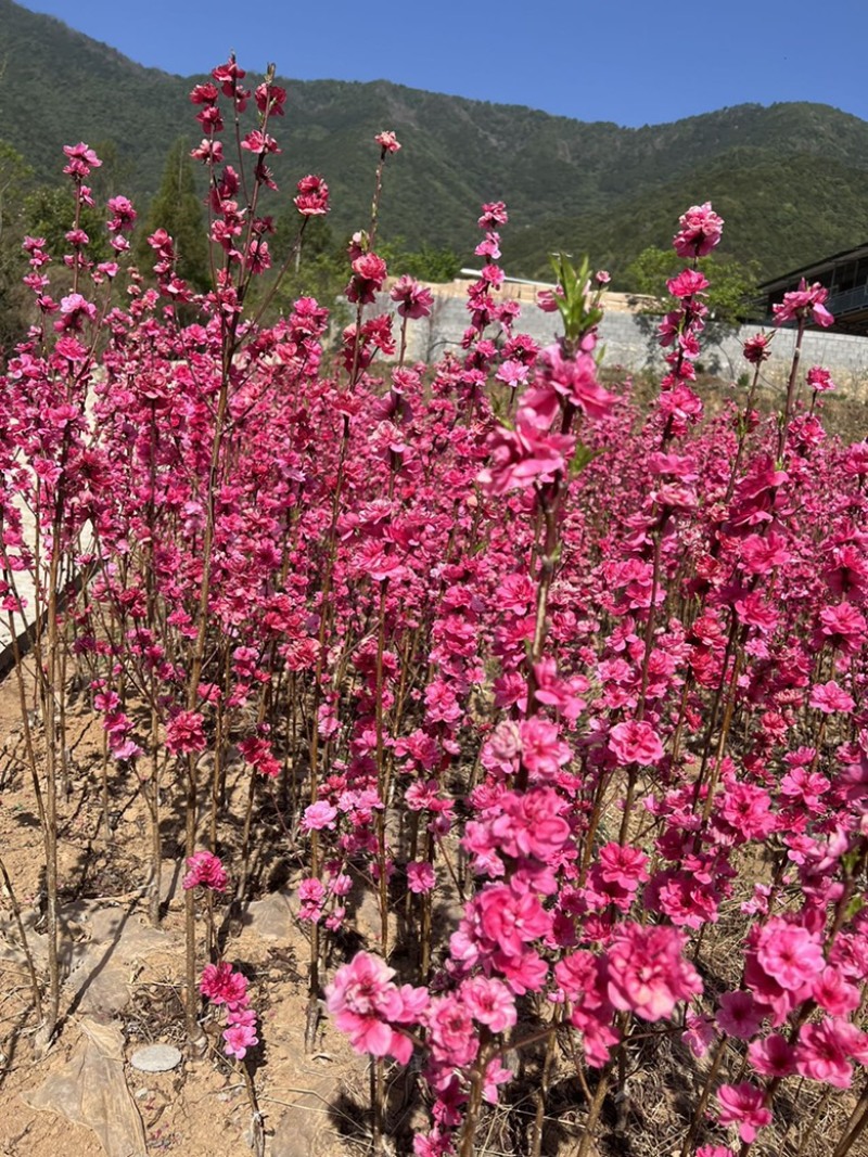 桃苗、龙柱碧桃、扫帚桃苗