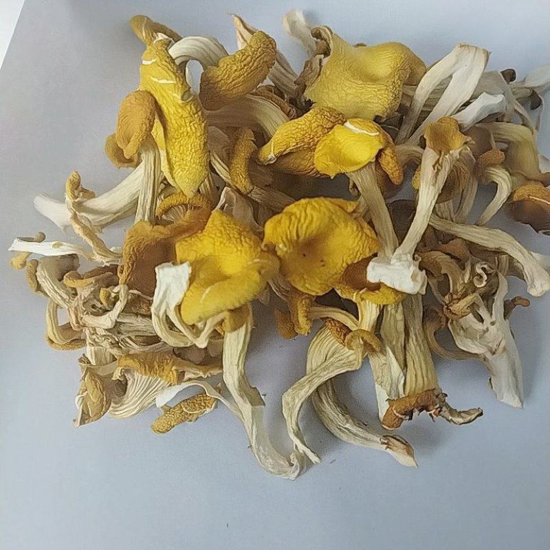 食用菌，干蘑菇，干鸡油菌，鸡油黄菌，黄金菇，榆黄蘑