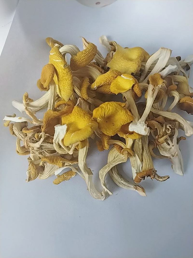 食用菌，干蘑菇，干鸡油菌，鸡油黄菌，黄金菇，榆黄蘑