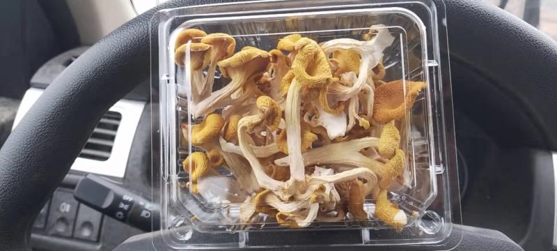 食用菌，干蘑菇，干鸡油菌，鸡油黄菌，黄金菇，榆黄蘑