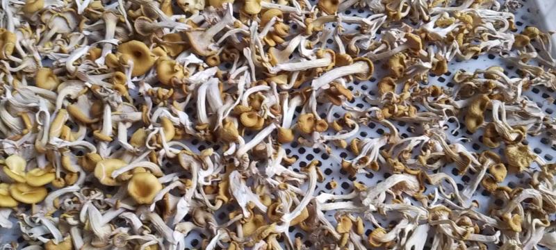 食用菌，干蘑菇，干鸡油菌，鸡油黄菌，黄金菇，榆黄蘑