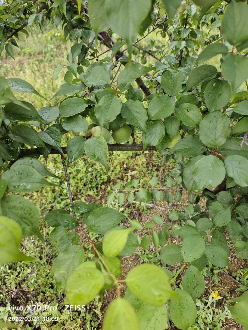 青梅.梅子大量上市.有需要老板提前预定可代发全国