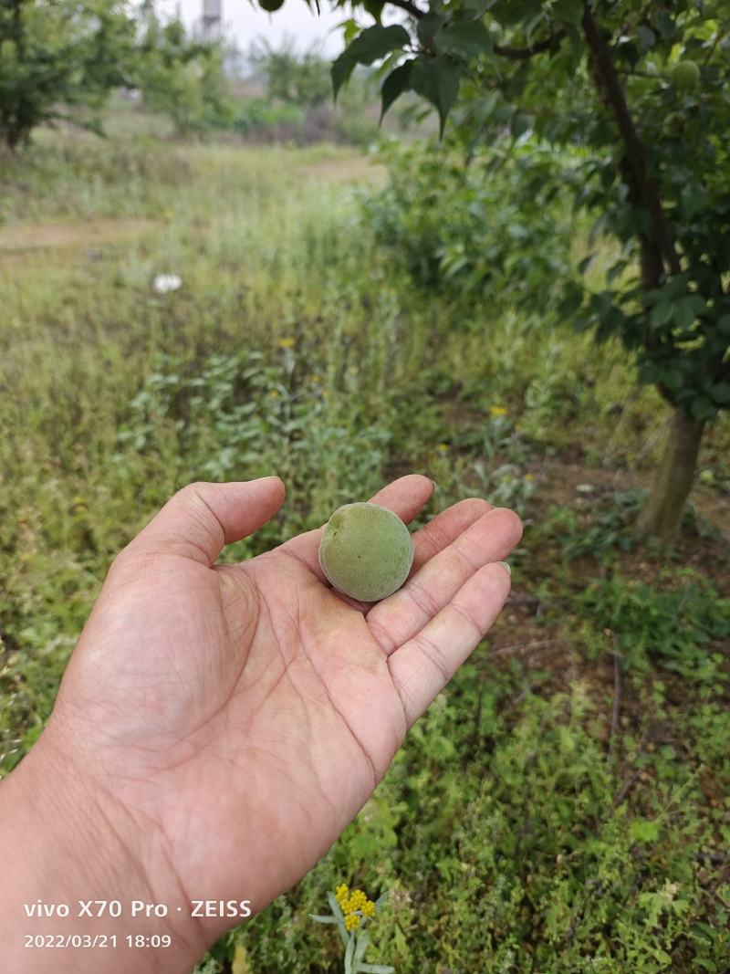 青梅.梅子大量上市.有需要老板提前预定可代发全国
