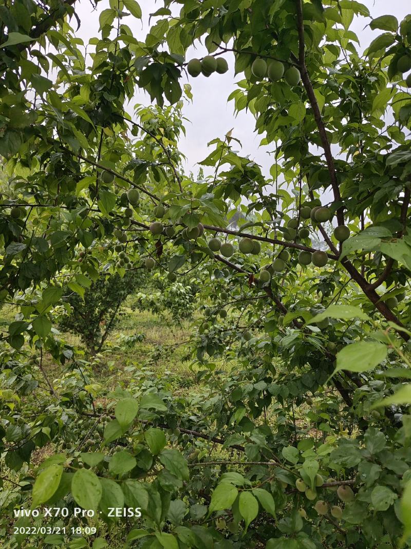 青梅.梅子大量上市.有需要老板提前预定可代发全国