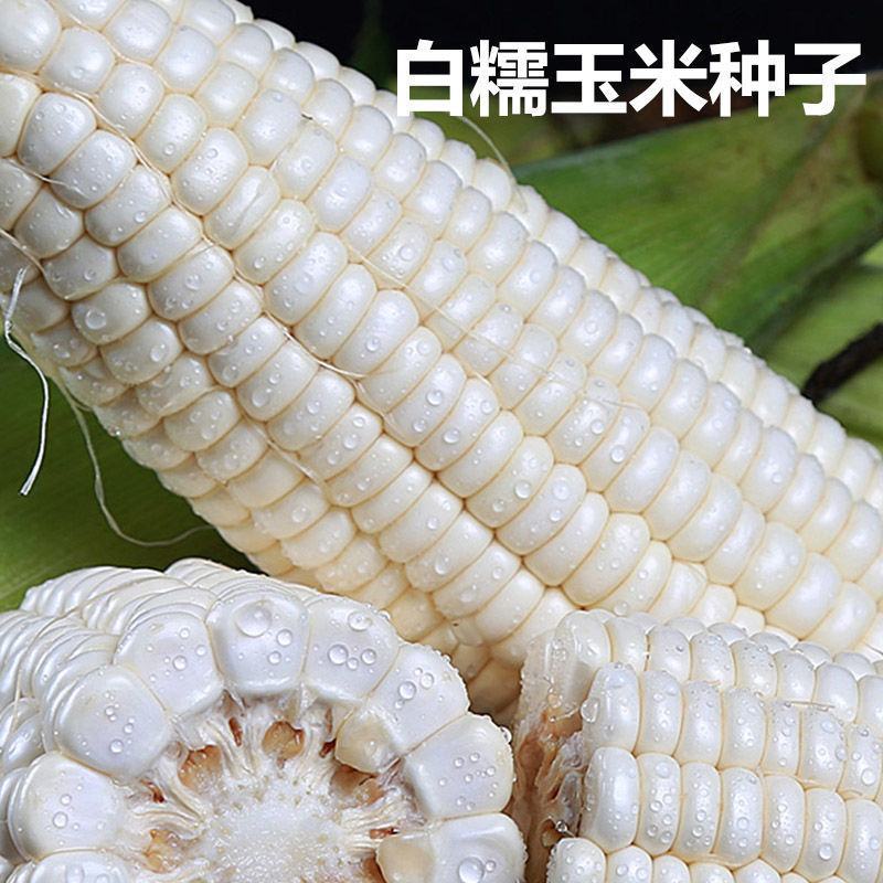 斯万特香甜糯玉米种子高产四季播玉米非转基因白彩甜糯
