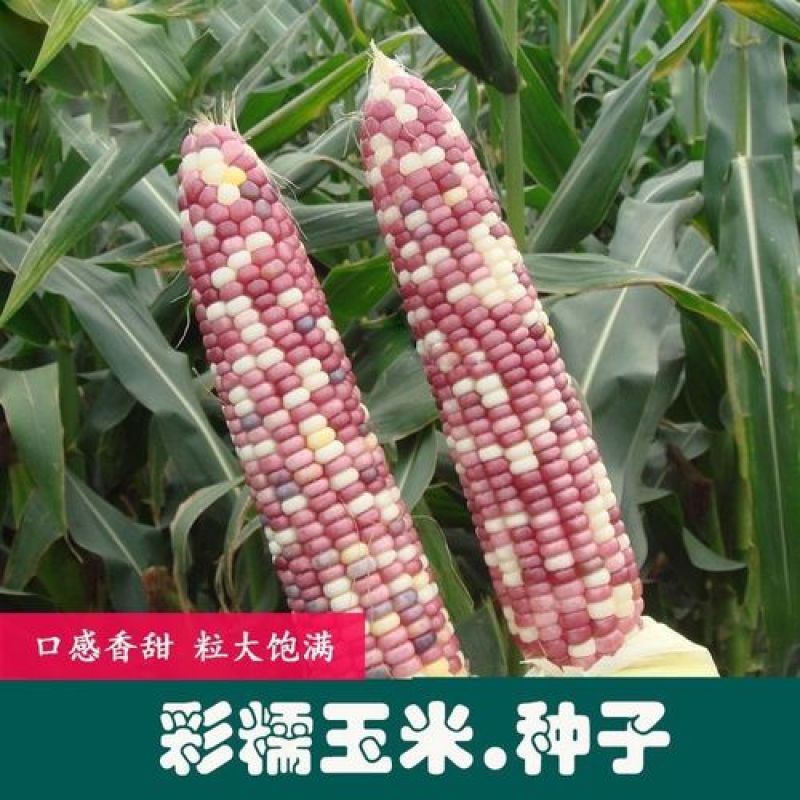 可丽德糯彩糯玉米种子高产大田四季香甜糯玉米种子早熟多彩