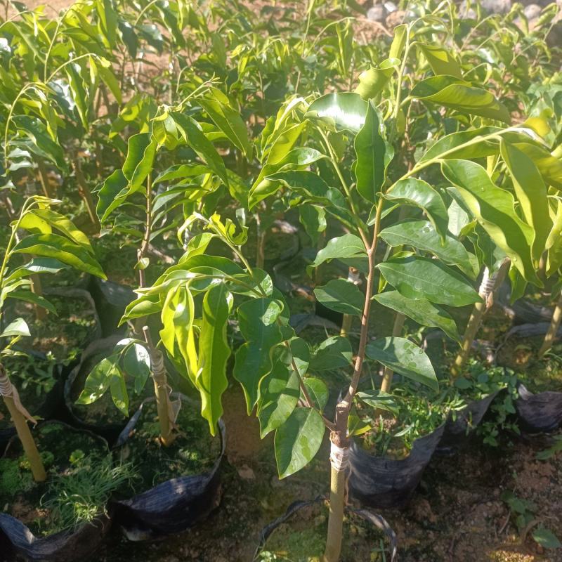 沉香椅楠【茂名电白森茂种植合作社】