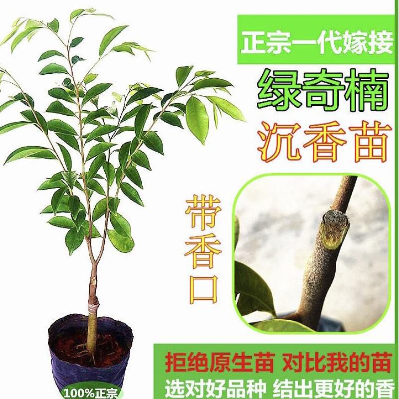 沉香椅楠【茂名电白森茂种植合作社】