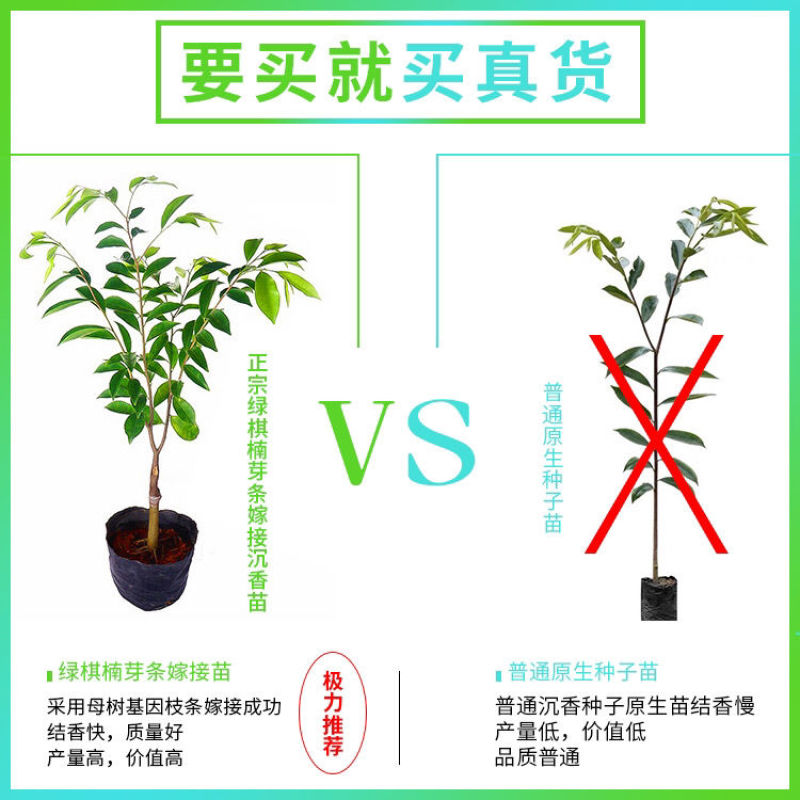 沉香椅楠【茂名电白森茂种植合作社】