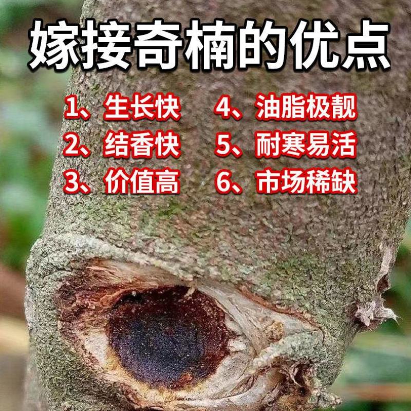 沉香椅楠【茂名电白森茂种植合作社】