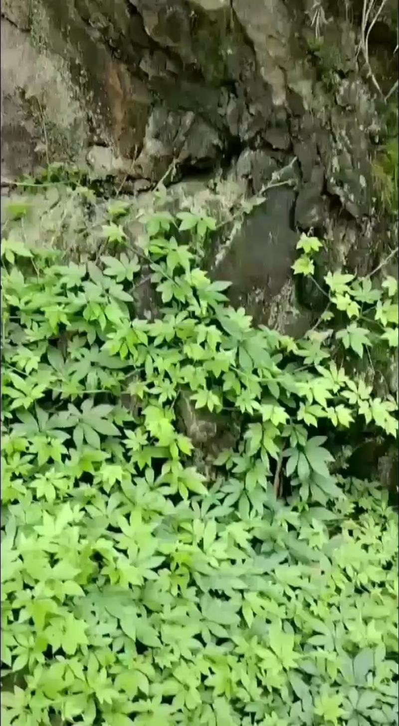 广西省来宾市金秀县大瑶山山咔咔野生七叶绞股蓝藤条