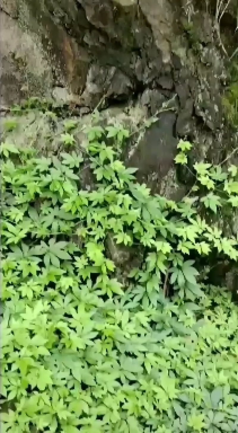 广西省来宾市金秀县大瑶山山咔咔野生七叶绞股蓝藤条
