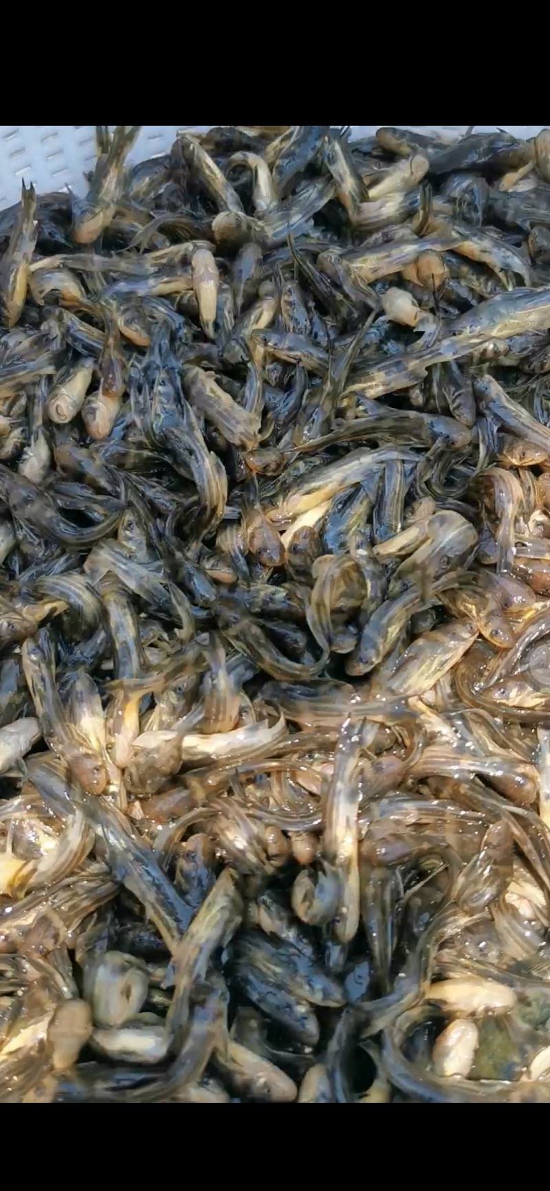 【产地直销】杂交黄骨鱼苗黄辣丁黄颡鱼苗水花