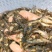 【产地直销】杂交黄骨鱼苗黄辣丁黄颡鱼苗水花