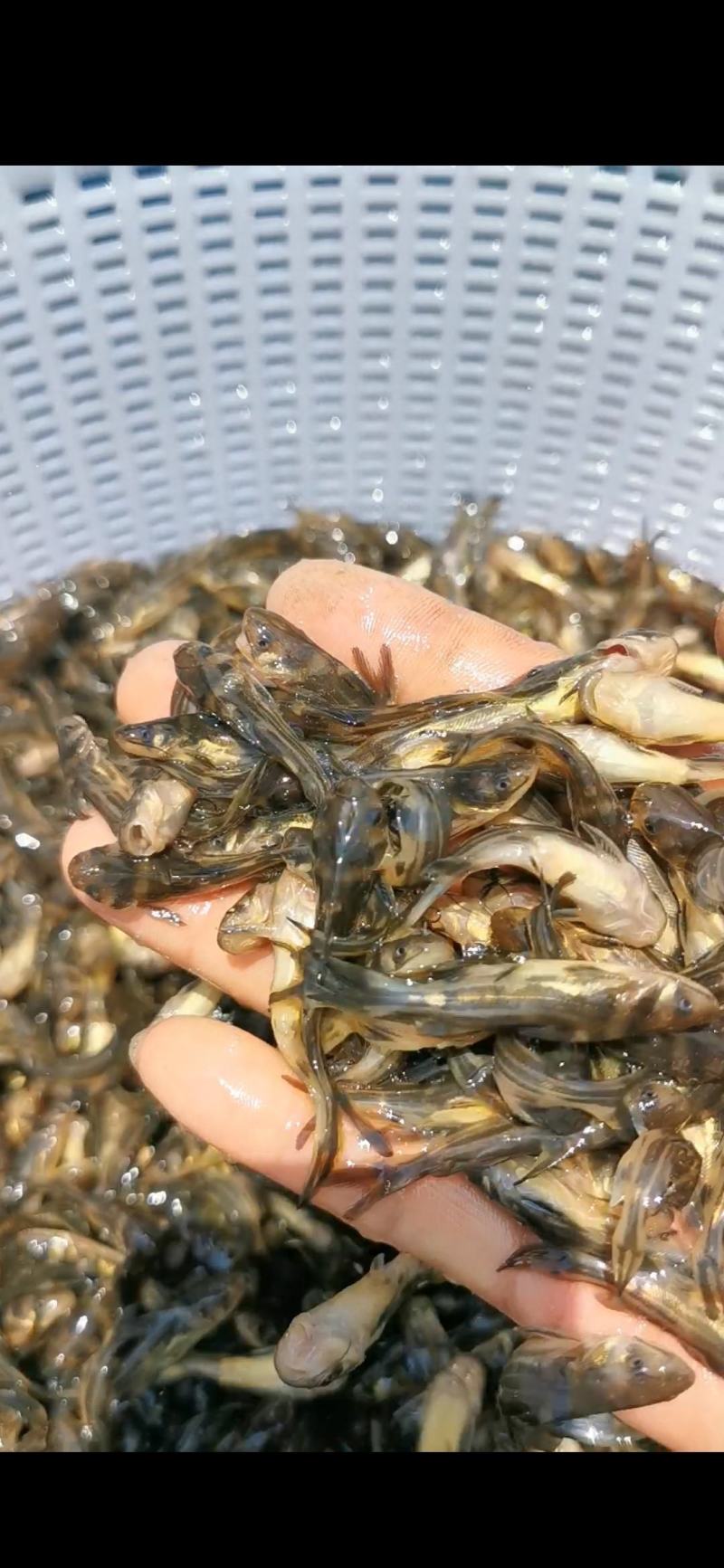 【产地直销】杂交黄骨鱼苗黄辣丁黄颡鱼苗水花