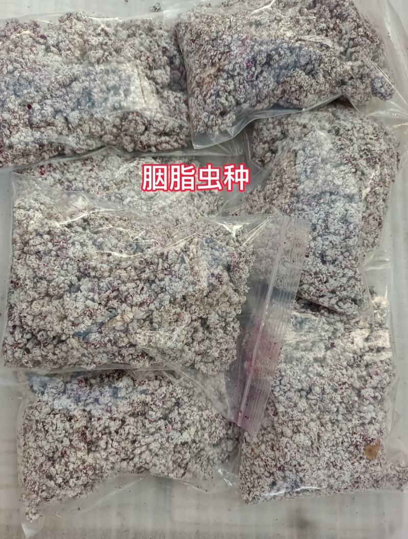 仙人掌胭脂虫养殖胭脂虫种苗供应