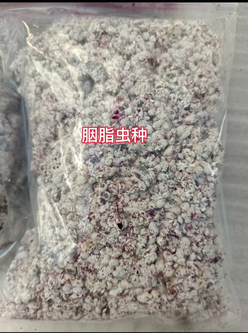 仙人掌胭脂虫养殖胭脂虫种苗供应