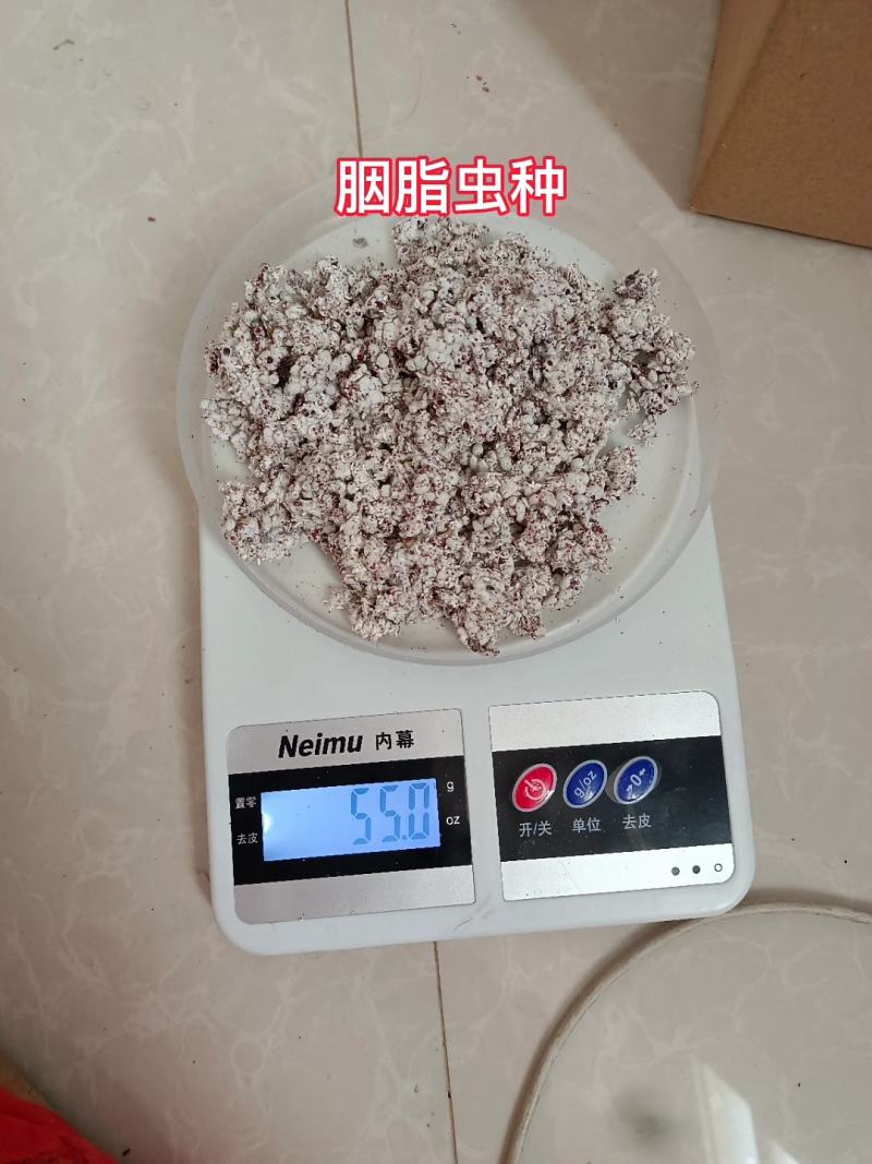 仙人掌胭脂虫养殖胭脂虫种苗供应