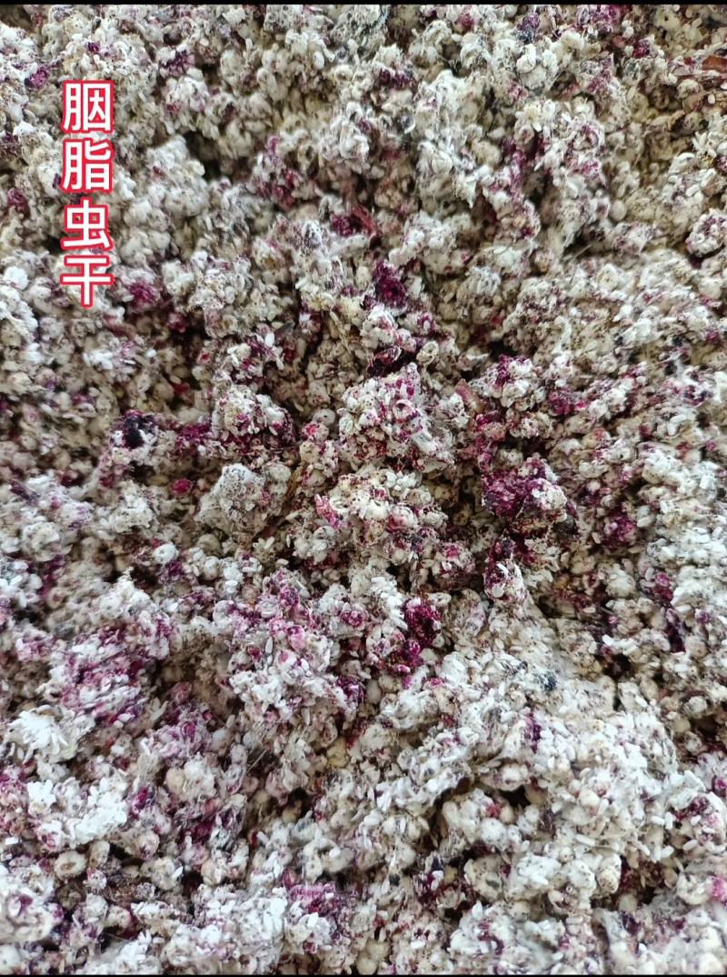 仙人掌胭脂虫养殖胭脂虫种苗供应
