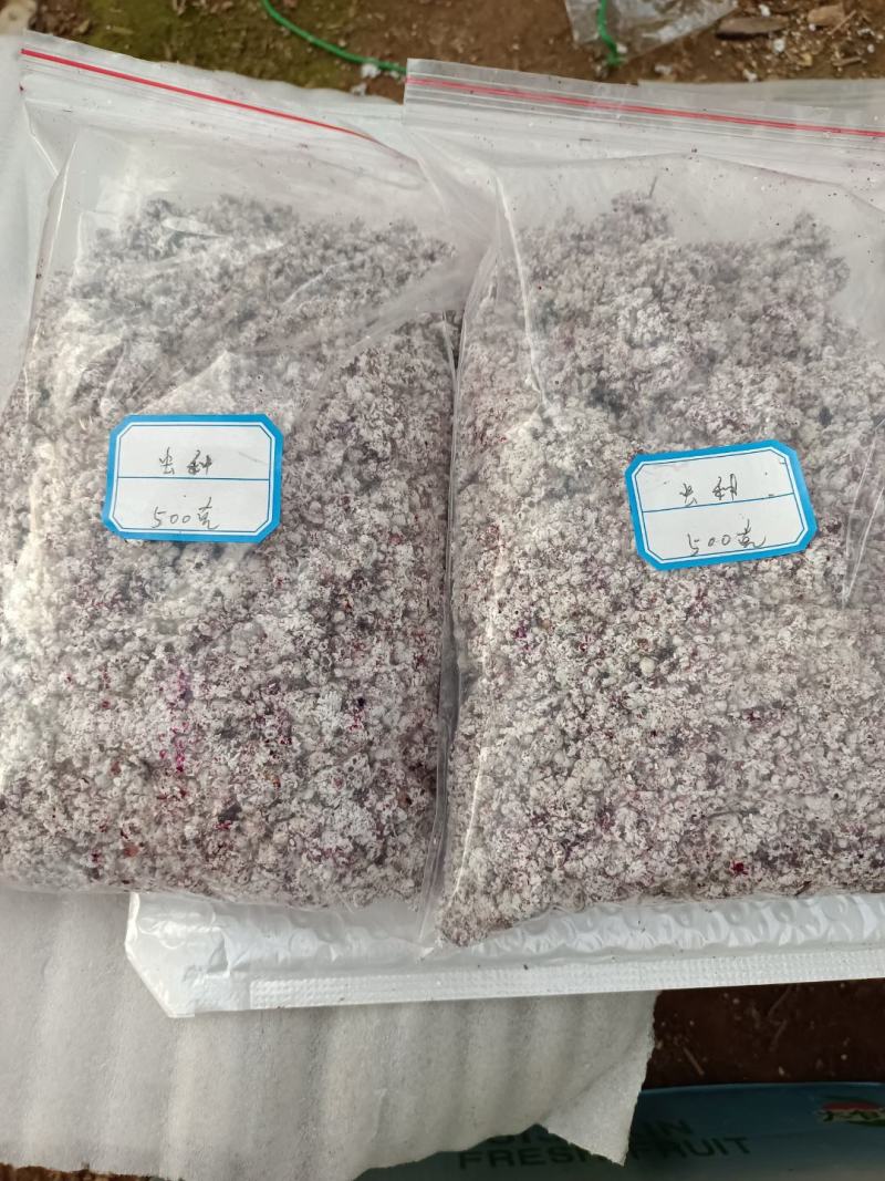 仙人掌胭脂虫养殖胭脂虫种苗供应