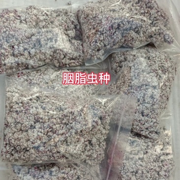 仙人掌胭脂虫养殖胭脂虫种苗供应