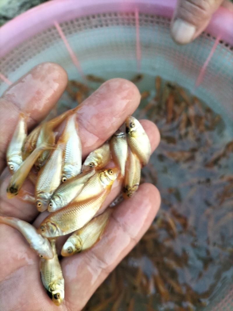 红鲤鱼苗、兴国红鲤鱼苗、淡水养殖鱼苗、观赏鱼苗