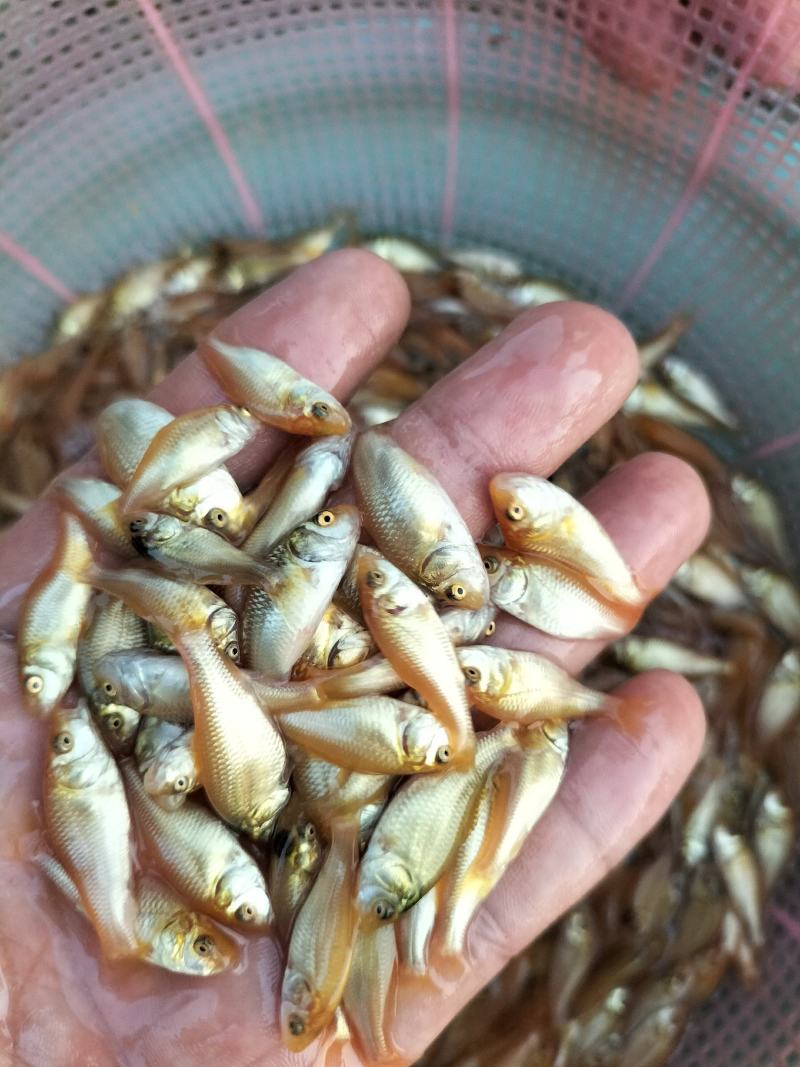 红鲤鱼苗、兴国红鲤鱼苗、淡水养殖鱼苗、观赏鱼苗