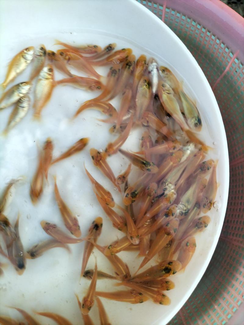 红鲤鱼苗、兴国红鲤鱼苗、淡水养殖鱼苗、观赏鱼苗