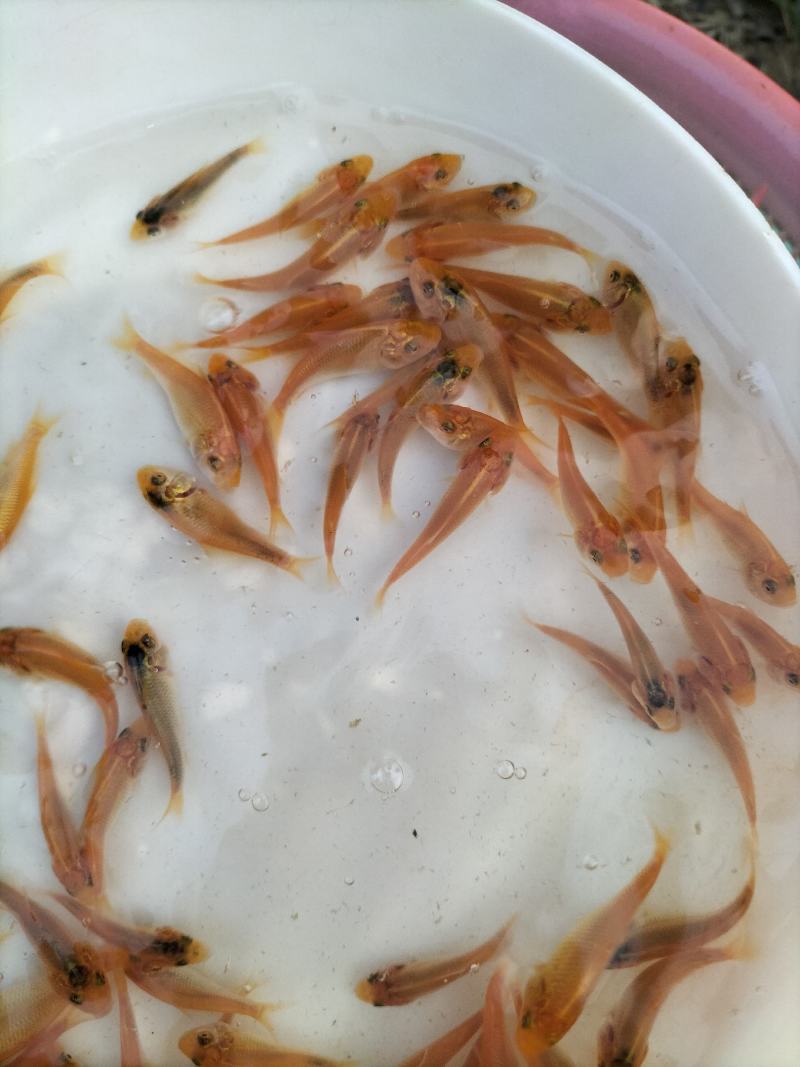 红鲤鱼苗、兴国红鲤鱼苗、淡水养殖鱼苗、观赏鱼苗