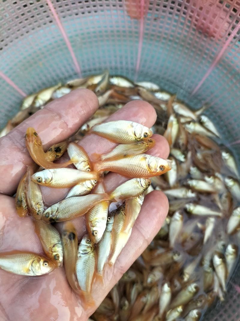 红鲤鱼苗、兴国红鲤鱼苗、淡水养殖鱼苗、观赏鱼苗