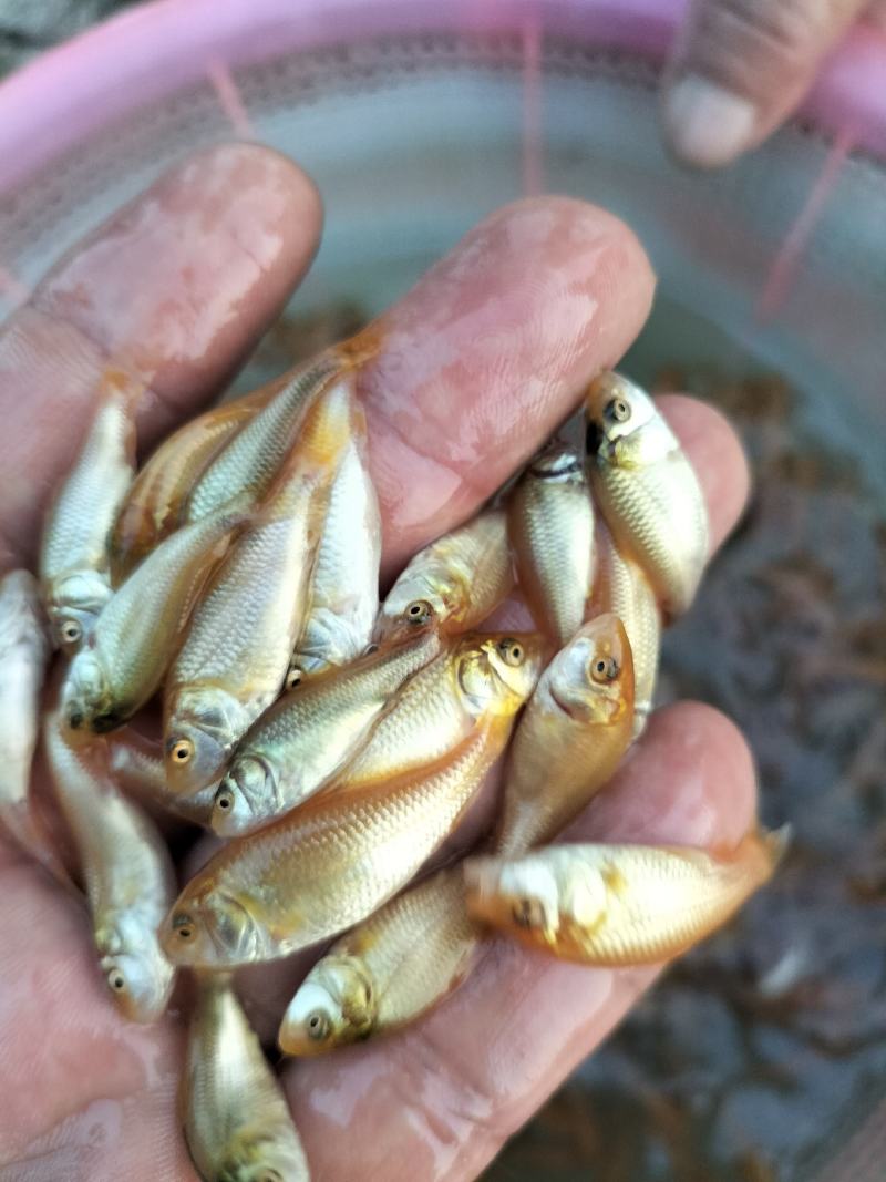 红鲤鱼苗、兴国红鲤鱼苗、淡水养殖鱼苗、观赏鱼苗