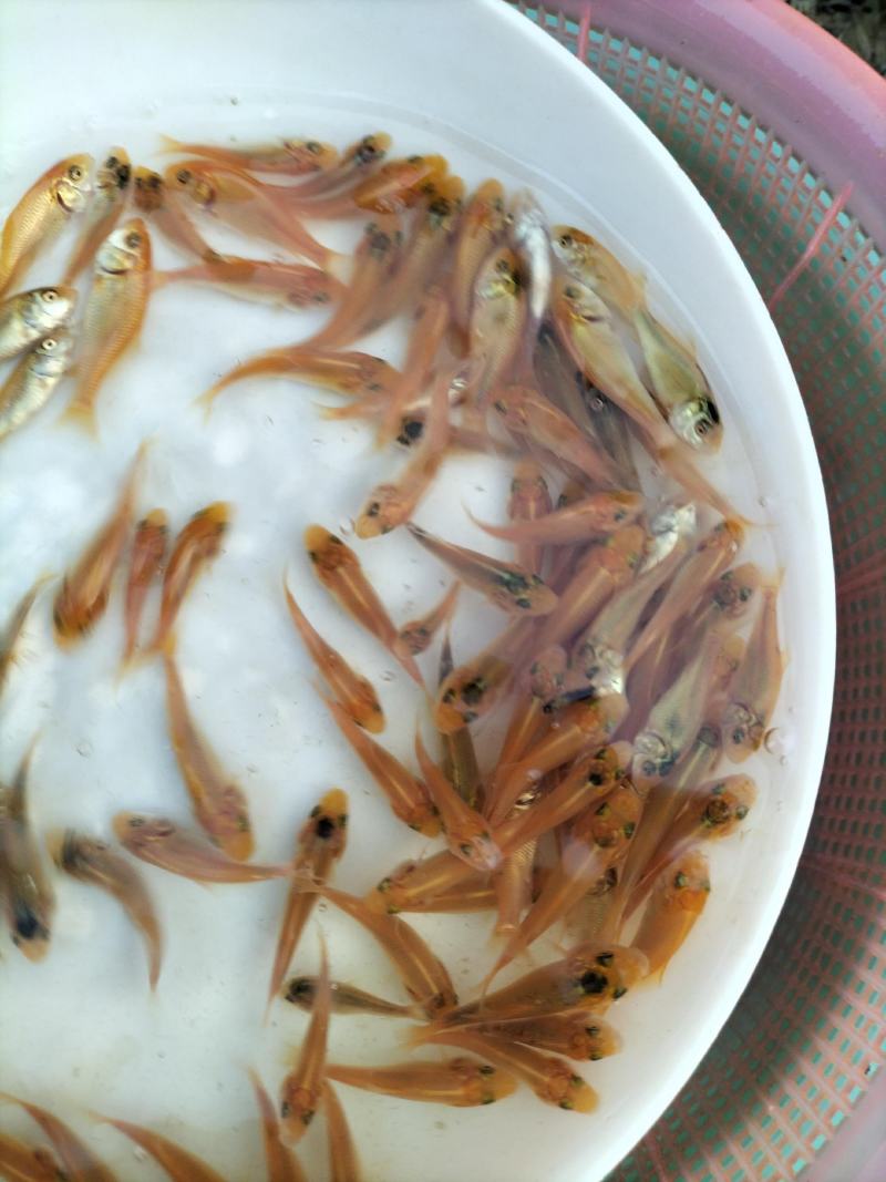 红鲤鱼苗、兴国红鲤鱼苗、淡水养殖鱼苗、观赏鱼苗