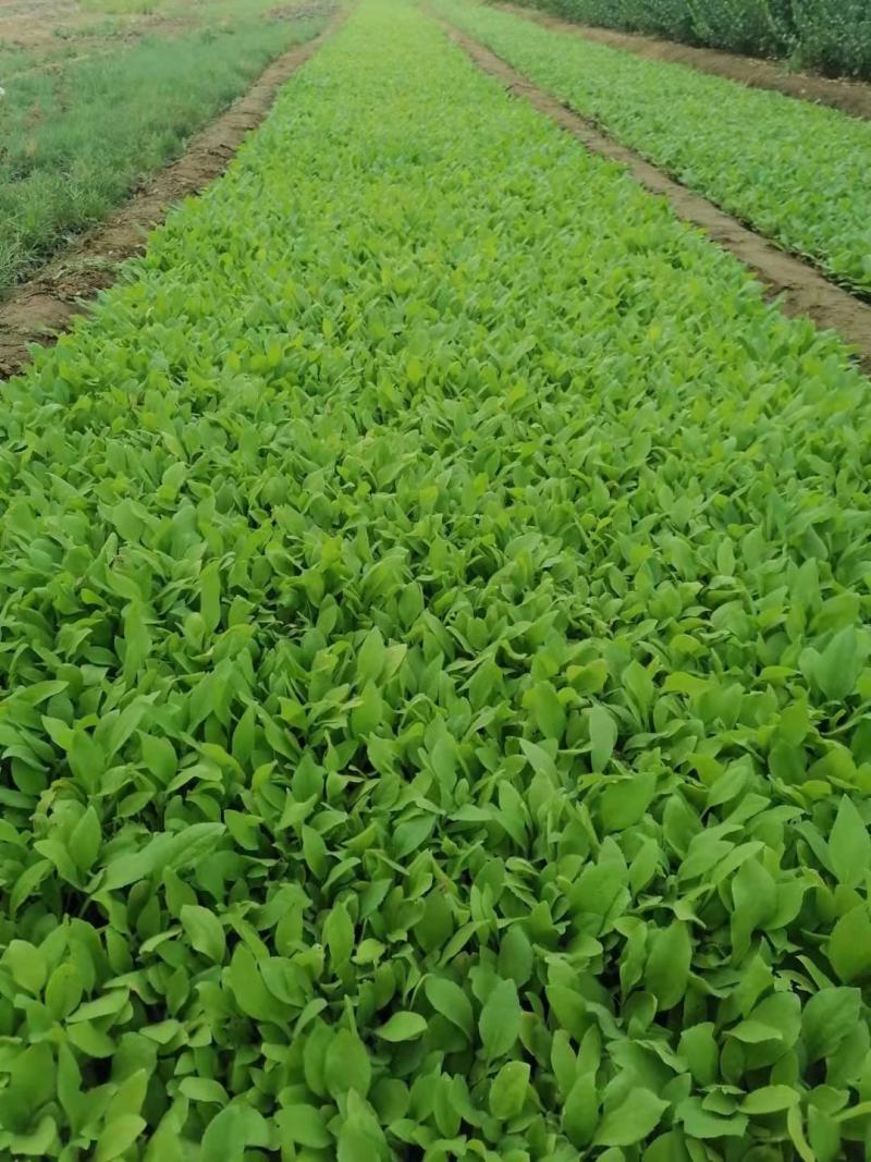 金鸡菊，营养杯，双色杯，质量优，价格便宜，现货